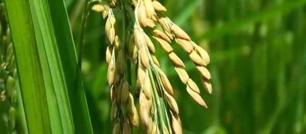 Berhias-Diri-Dengan-Sifat-Tawadhu’-Maka-Tidak-Akan-Menghina-600x264