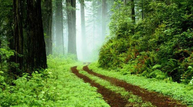 657xauto-cobalah-jalan-jalan-di-hutan-dan-rasakan-7-manfaat-dahsyat-ini-150608c
