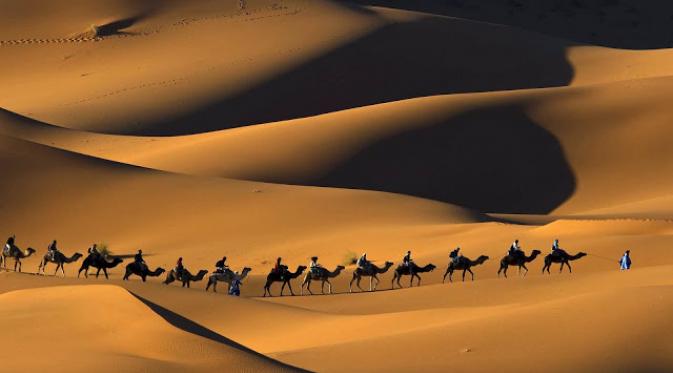 070698300_1434622909-desert-camels