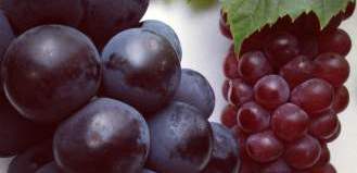 4-kyoho-grape-vs-king-dela-grape