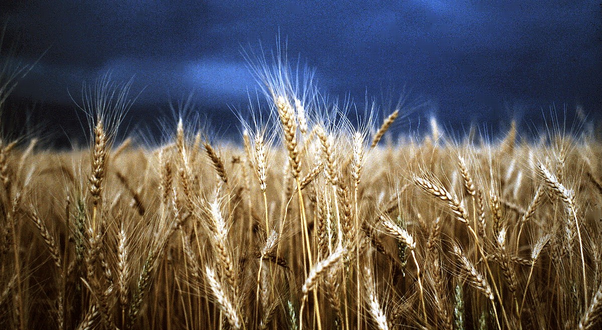 Eye Fetch Photography Stormy Wheat Fields by Diane Loft